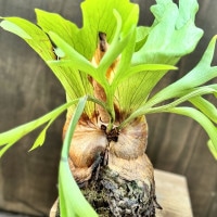 おしゃれ 観葉植物：ビカクシダ コウモリラン コロナリウム 板付け