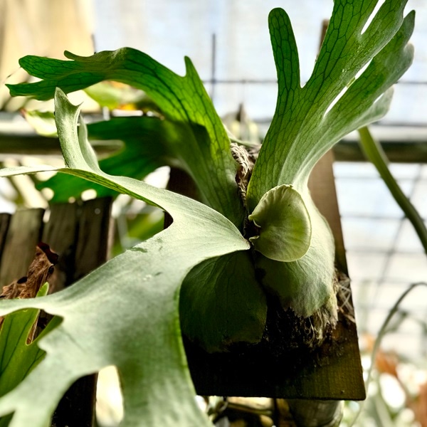 おしゃれ 観葉植物：ビカクシダ コウモリラン ホルタミー 板付け*吊り