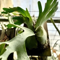 おしゃれ 観葉植物：ビカクシダ コウモリラン ホルタミー 板付け*吊り