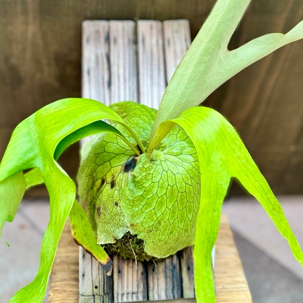 おしゃれ 観葉植物：ビカクシダ コウモリラン ホーンズサプライズ 板