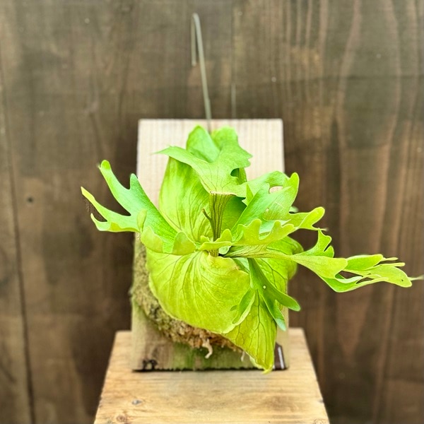 おしゃれ 観葉植物：ビカクシダ コウモリラン キッチャクード 板付け