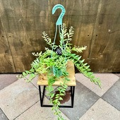 ������� ���տ�ʪ���������ʥ󥵥� �ܥ���ӥ�������*4���ߤ�ȭ