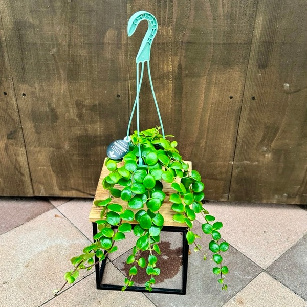 おしゃれ 観葉植物：エスキナンサス タイピンク*4号吊り鉢 | 観葉植物