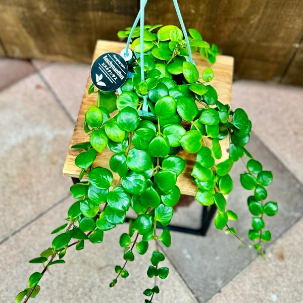 おしゃれ 観葉植物：エスキナンサス タイピンク*4号吊り鉢 | 観葉植物