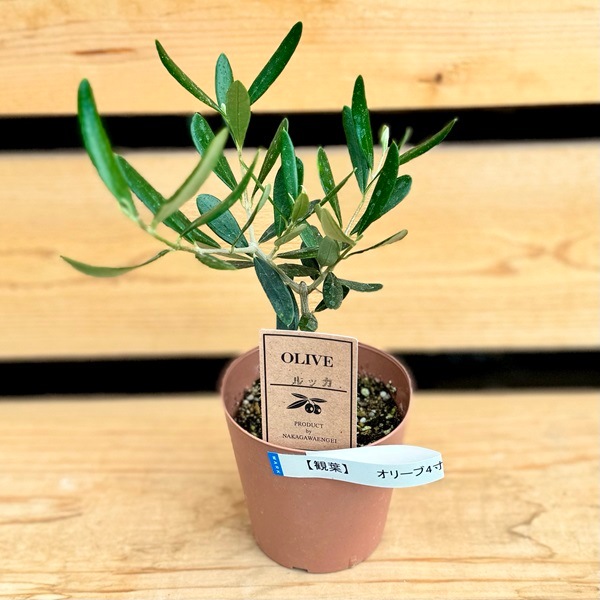 おしゃれ 観葉植物 苗 品種選べる：オリーブの木*4号 ルッカ
