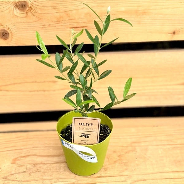 おしゃれ 観葉植物 苗 品種選べる：オリーブの木*4号プラポット ルッカ