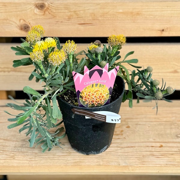 おしゃれ 観葉植物 鉢花：リューコスペルマム カリプソゴールド