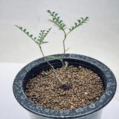 �����ǥå��������ڥ륯�ꥫ�ꥢ �ѥ��ץ������ޤ�*����8.5��������ʡ����ʸ¤�