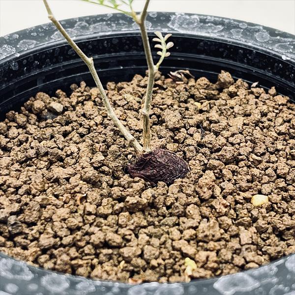 コーデックス：オペルクリカリア パキプス 根挿し*葉幅8.5cm 現品