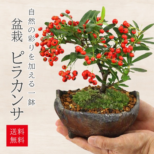 小品盆栽：ピラカンサ(トキワサンザシ)*国産木の葉鉢 苔付き 和 鉢植え