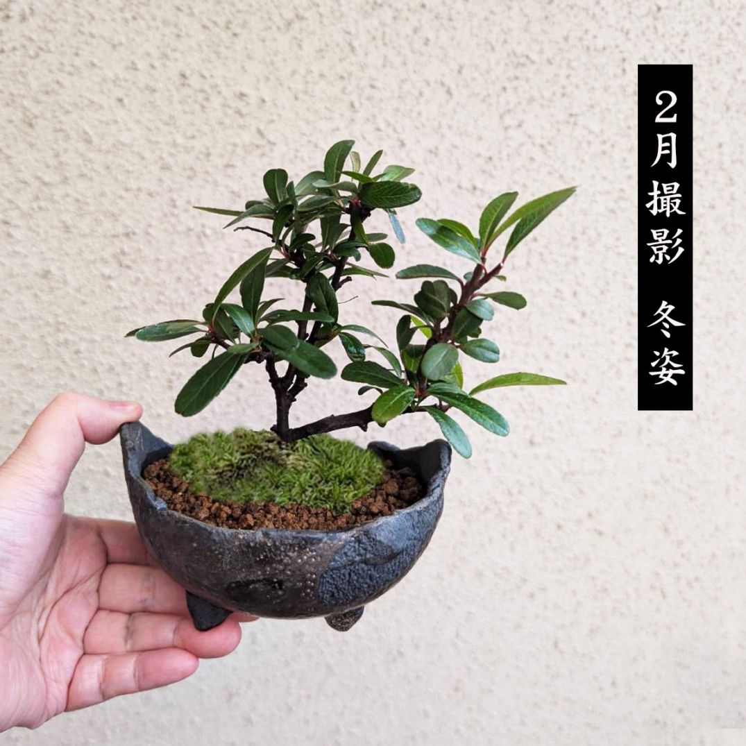 小品盆栽：ピラカンサ(トキワサンザシ)*国産木の葉鉢 苔付き 和 鉢植え