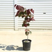 ���ڡ����ڡ�����ꥫ�ϥʥ������ʥե��쥹�ȥѥ󥷡��ˤϤʤ��������ϡ��ȷ�����