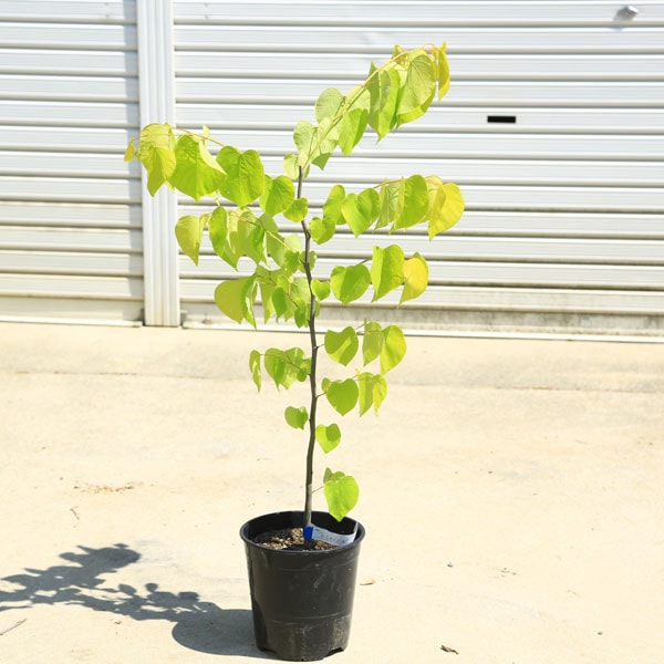 ���ڡ����ڡ�����ꥫ�ϥʥ������ʥϡ��ȥ��֥�����ɡ�*�Ϥʤ��������ϡ��ȷ�����