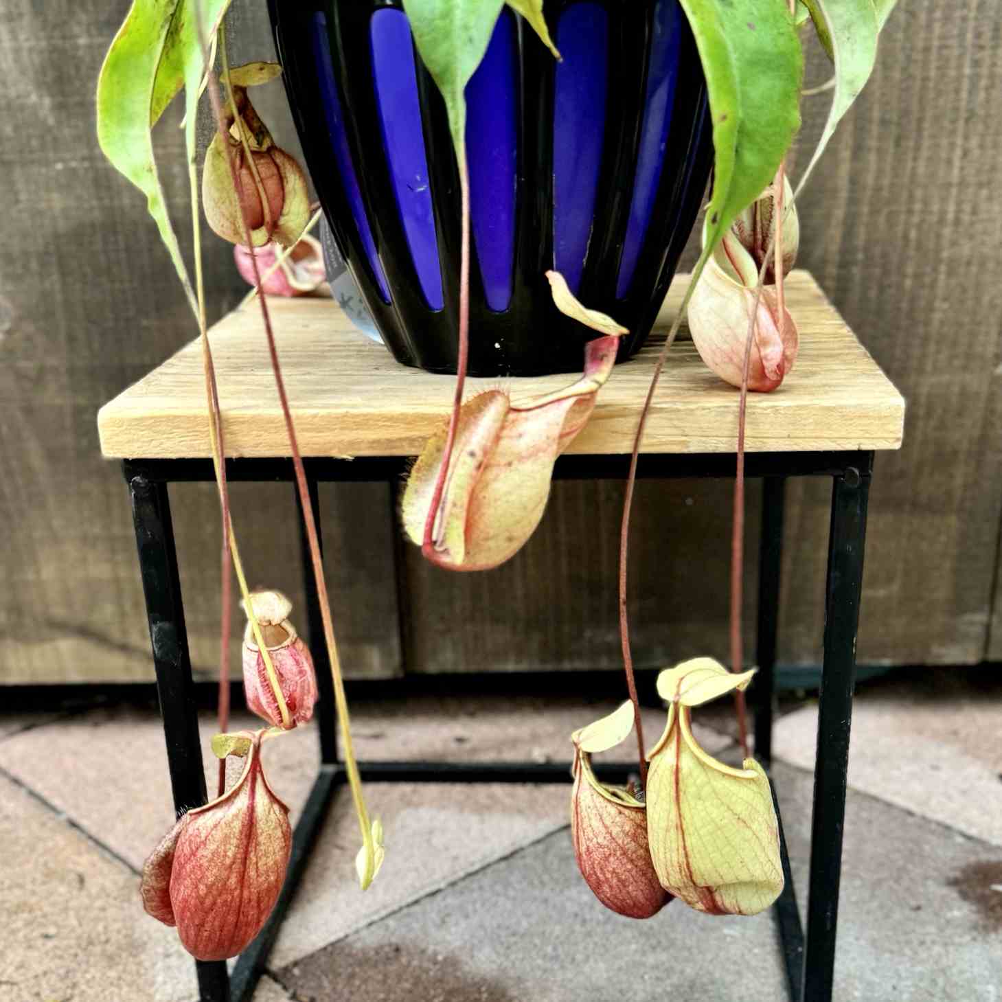 現物「ネペンテス・バイキング 吊り」５号　ウツボカズラ　Nepenthes Amazon.co.jp: PLANCHU 食虫植物 ネペンテス バイキング