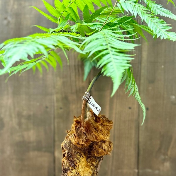 おしゃれ 観葉植物 キンモウコウ：ゴールデンモンキー