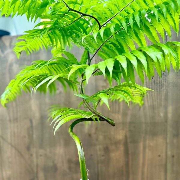 珍品 キンモウコウ　金毛狗 タカワラビ　ゴールデンモンキー 3.5号鉢 おしゃれ 観葉植物 キンモウコウ：ゴールデンモンキー