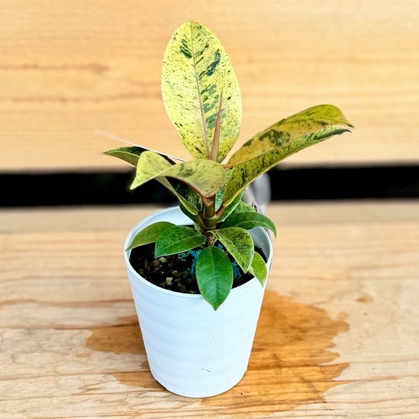 フィカス ジン フィカス・ジン8 観葉植物専門店