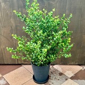 ������� ���տ�ʪ���ե����� �٥󥸥�ߥ� �Х��å�*8�楻�饢���ȼ�����  �֥�å�