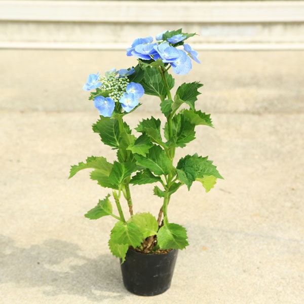 ڡڡ۲֡ʤ˥ĥĿ404ݥåȡ*