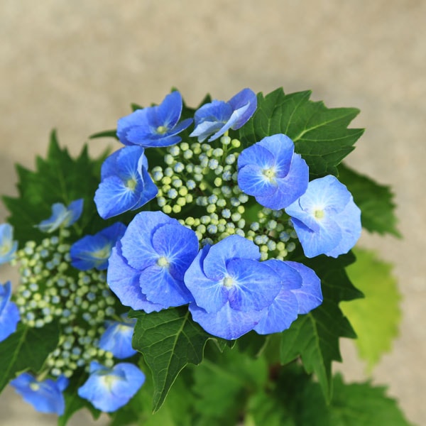 ガクアジサイ（ポット苗）紫陽花 アジサイ苗木 アジサイ 苗木」の人気