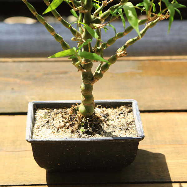 庭木・植木・盆栽向き：大福竹（らっきょう竹）ブッタンチク* ぶったん