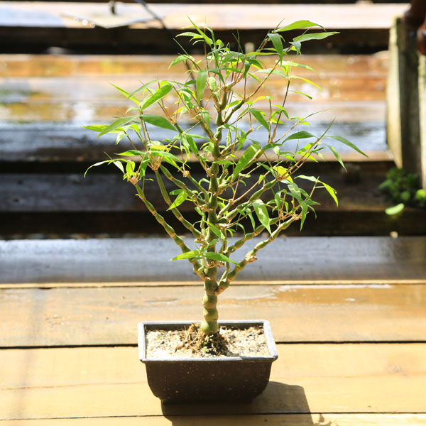 庭木・植木・盆栽向き：大福竹（らっきょう竹）ブッタンチク* ぶったん