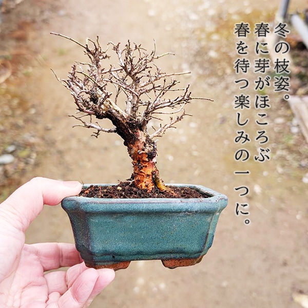 ミニ盆栽：にれけやき*陶器鉢（鉢はおまかせ）楡欅ニレケヤキ雑木