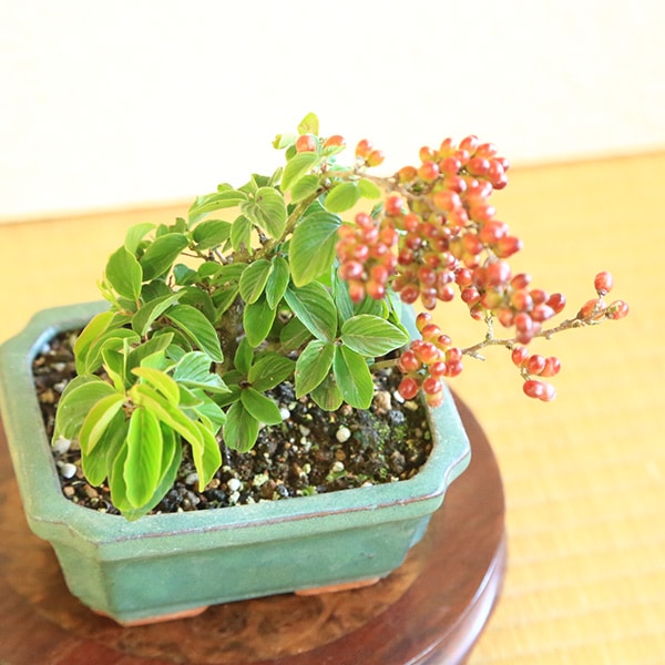 ミニ盆栽：熊柳*＜長方モッコ鉢＞ くまやなぎクマヤナギ実物雑木