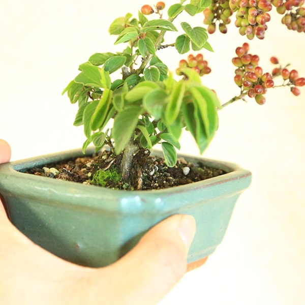 ミニ盆栽：熊柳*＜長方モッコ鉢＞ くまやなぎクマヤナギ実物雑木bonsai