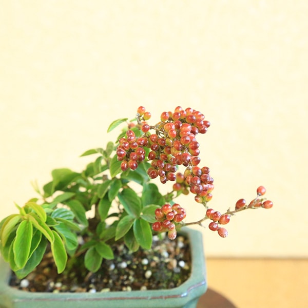 クマヤナギ(熊柳) 盆栽 プチ盆栽 3599 クマヤナギ（くまやなぎ・熊柳）盆栽 : e-盆栽