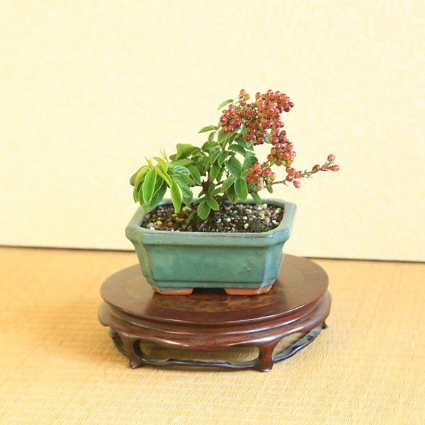 ミニ盆栽：熊柳*＜長方モッコ鉢＞ くまやなぎクマヤナギ実物雑木bonsai