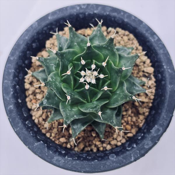 ☆特価☆サボテン：オブゴレニア 帝冠 実生*幅5.5cm 現品！一品