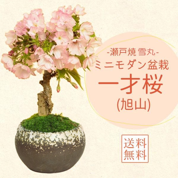 ���ߺϡ���ͺ�(���;����ȭ)* (2026ǯ�ճ���ͽ��) ���� ������ ���ָ� ������ �� ������ ���ե� gift bonsai