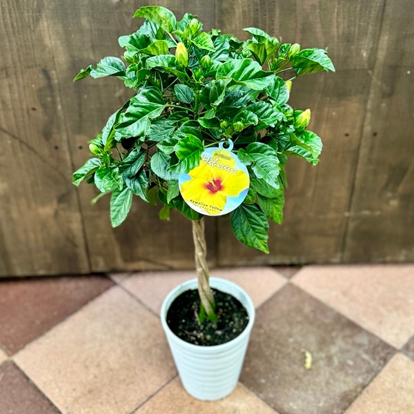 ハイビスカス盆栽 班入り　琉球盆栽　plant Hunter 陶器鉢 楽天市場】ハイビスカス 鉢植え（盆栽｜花・観葉植物）：花