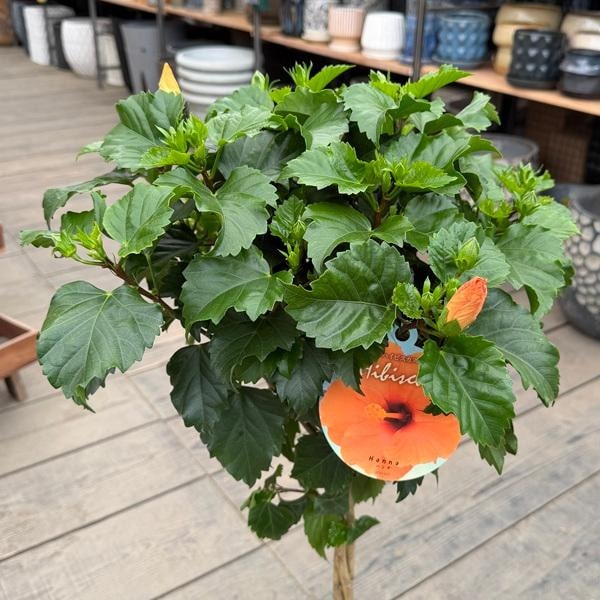 鉢花 観葉植物：ハイビスカス 6号*花色選べます | 観葉植物,ガーデン