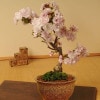 ߺϡȬź(ھƤȭ*(2025ǯֽλ) ָ   ե gift ץ쥼 bonsai