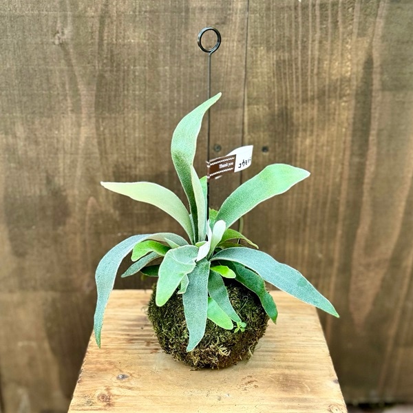 観葉植物：ビカクシダ コウモリラン ベイチー苔玉*吊り ビーチー