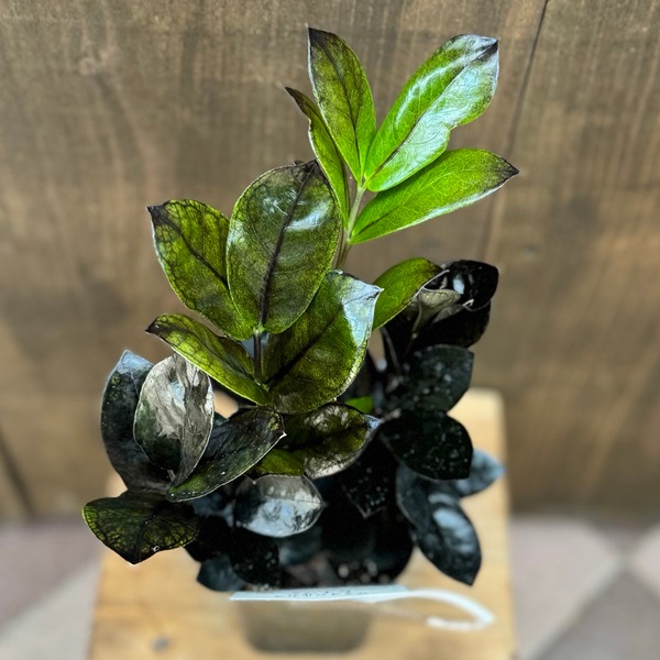 おしゃれ 観葉植物：金銭樹 ザミオクルカス レイヴン*3.5プラポット