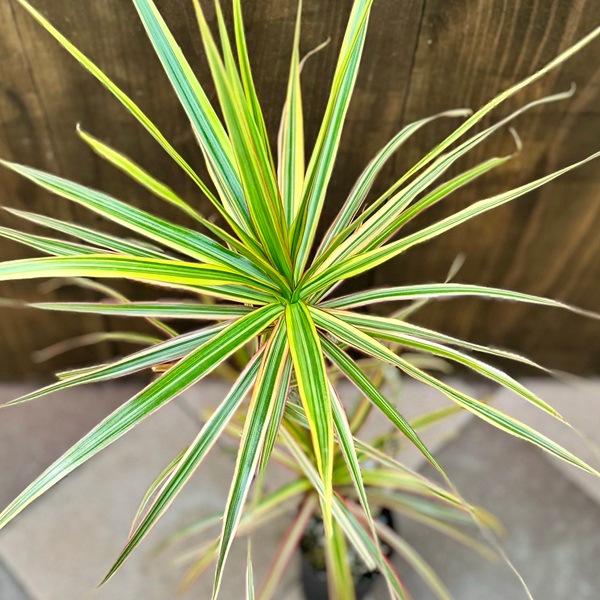おしゃれ 観葉植物：ドラセナ コンシンネ トリカラー*3.5号