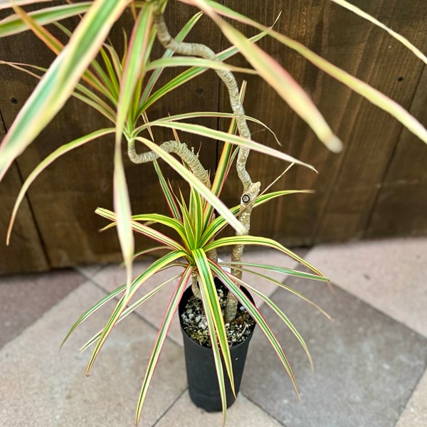 おしゃれ 観葉植物：ドラセナ コンシンネ トリカラー*3.5号 プラポット