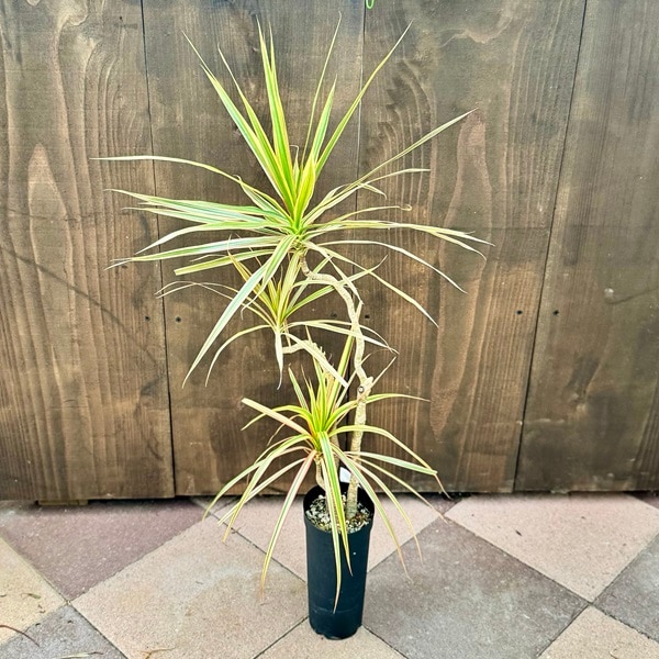 おしゃれ 観葉植物：ドラセナ コンシンネ トリカラー*3.5号