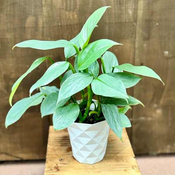 おしゃれ 観葉植物：フィロデンドロン シルバーメタル*4号プラポット