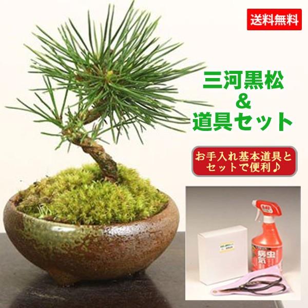 �ߥ��ߺϡ����Ϲ��������;�)��ƻ�񥻥åȡ�*ȭ�����ˤ� ��� �ץ쥼��Ȥˤ�bonsai