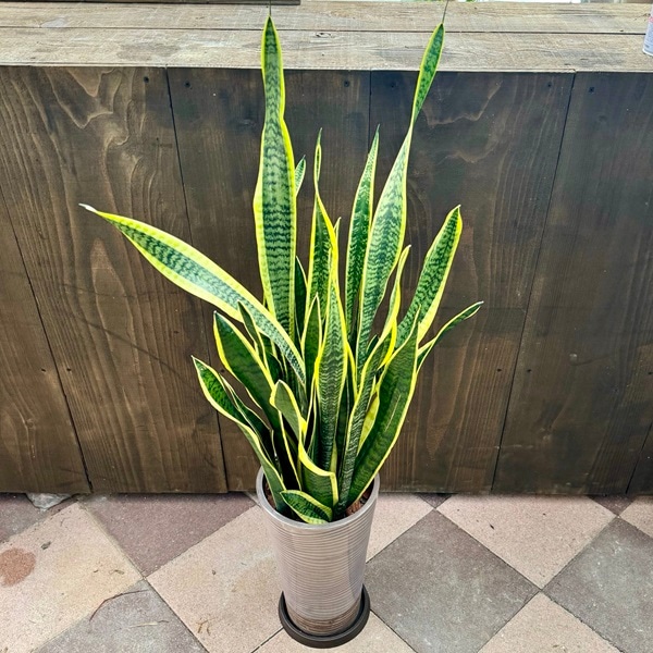おしゃれ 観葉植物：サンスベリア*茶鉢 受け皿付 現品限り