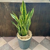 ������� ���տ�ʪ�����󥹥٥ꥢ ��������*ȭ���С� ���ʸ¤� ���󥻥٥ꥢ �������ƥ��� 2Ȣ�Ǥ��Ϥ� �緿��ޥ���