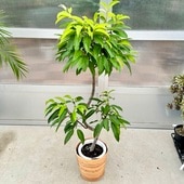 ������� ���տ�ʪ���ե����� ���ॹ�ƥ���� ȭ���С�*���ʤ��Ϥ� �緿�����������