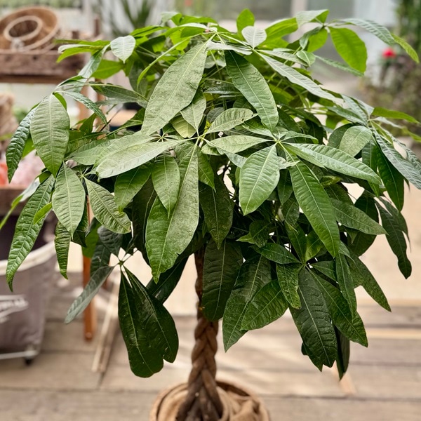 おしゃれ 観葉植物：ねじりパキラ 鉢カバー*現品をお届け 大型佐川便