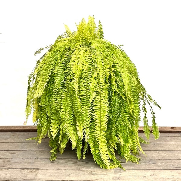 տʪͥեԥϥåԡޡ֥*ȭ ޥ 緿