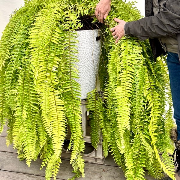 観葉植物：ネフロレピス ハッピーマーブル*鉢植え タマシダ 大型佐川