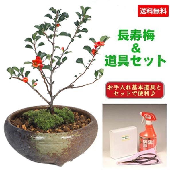 ミニ盆栽：長寿梅(瀬戸鉢)と道具セット * 鉢植え祝い ギフト gift 誕生